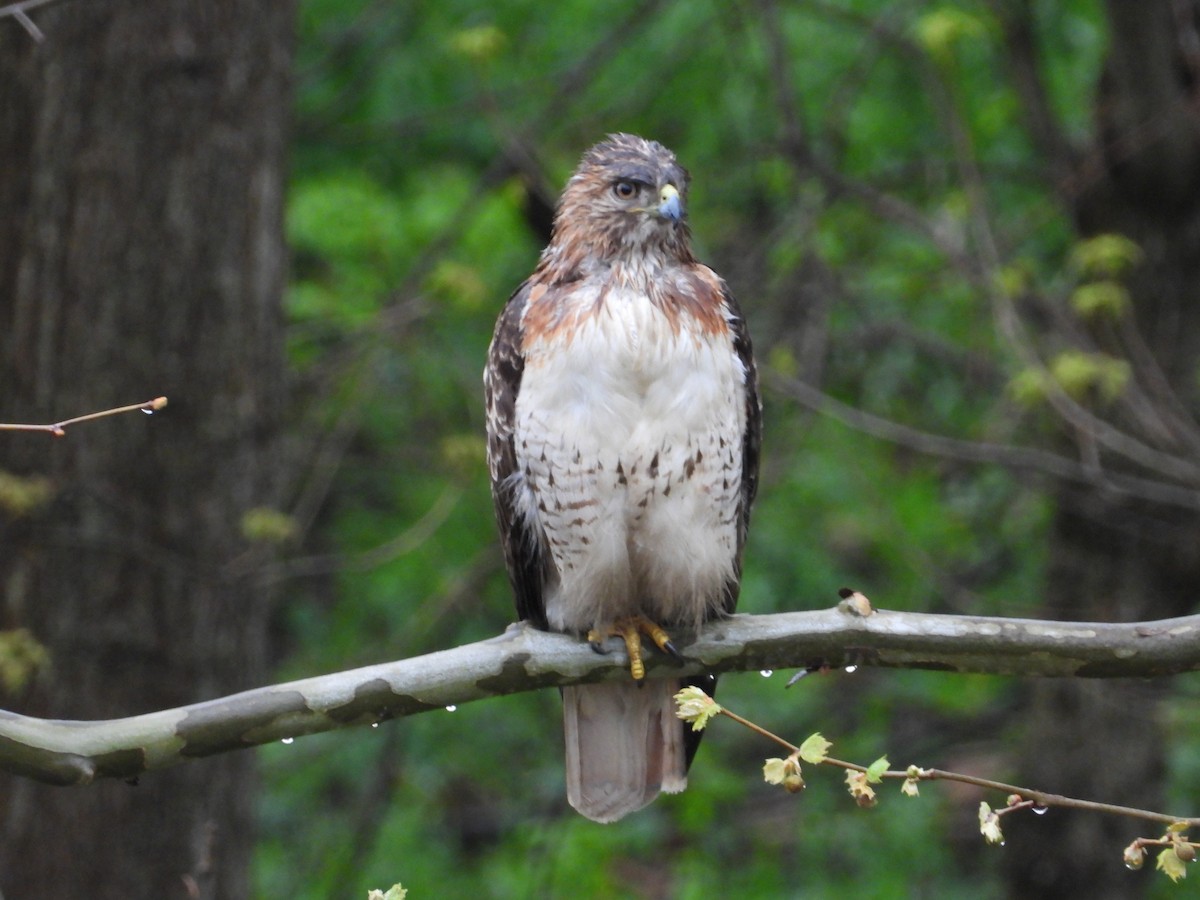 Red-tailed Hawk - ML155548951