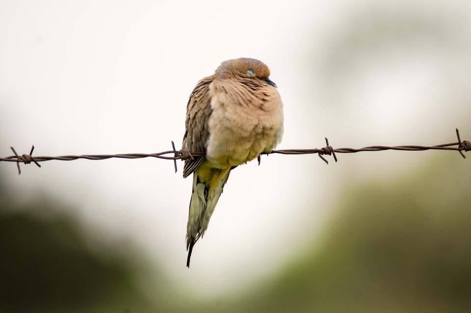 Mourning Dove - Calvin Rees