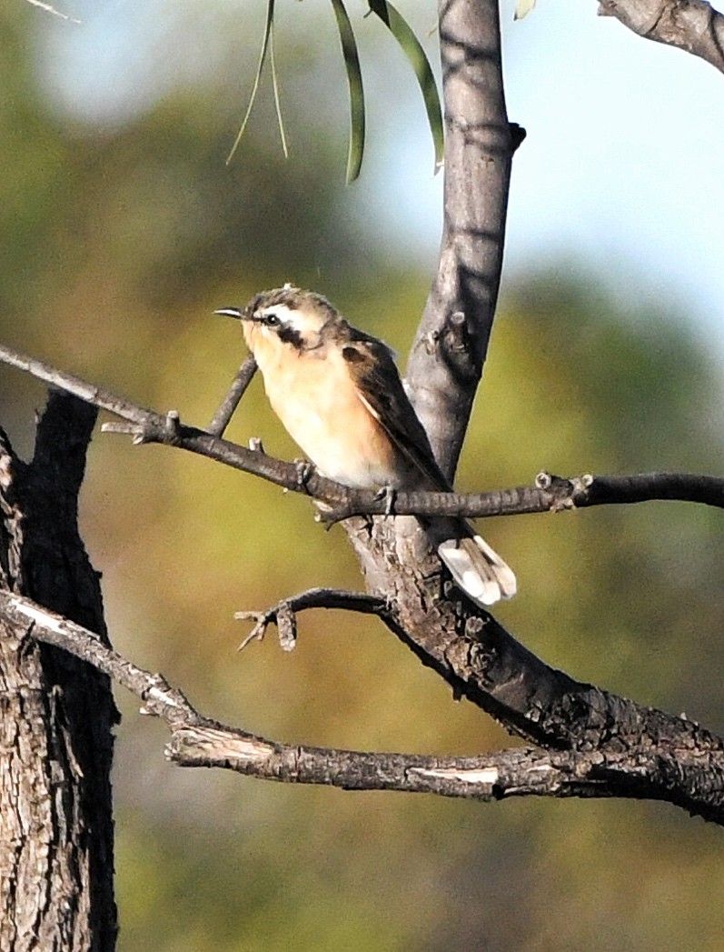 Black-eared Cuckoo - ML155549711