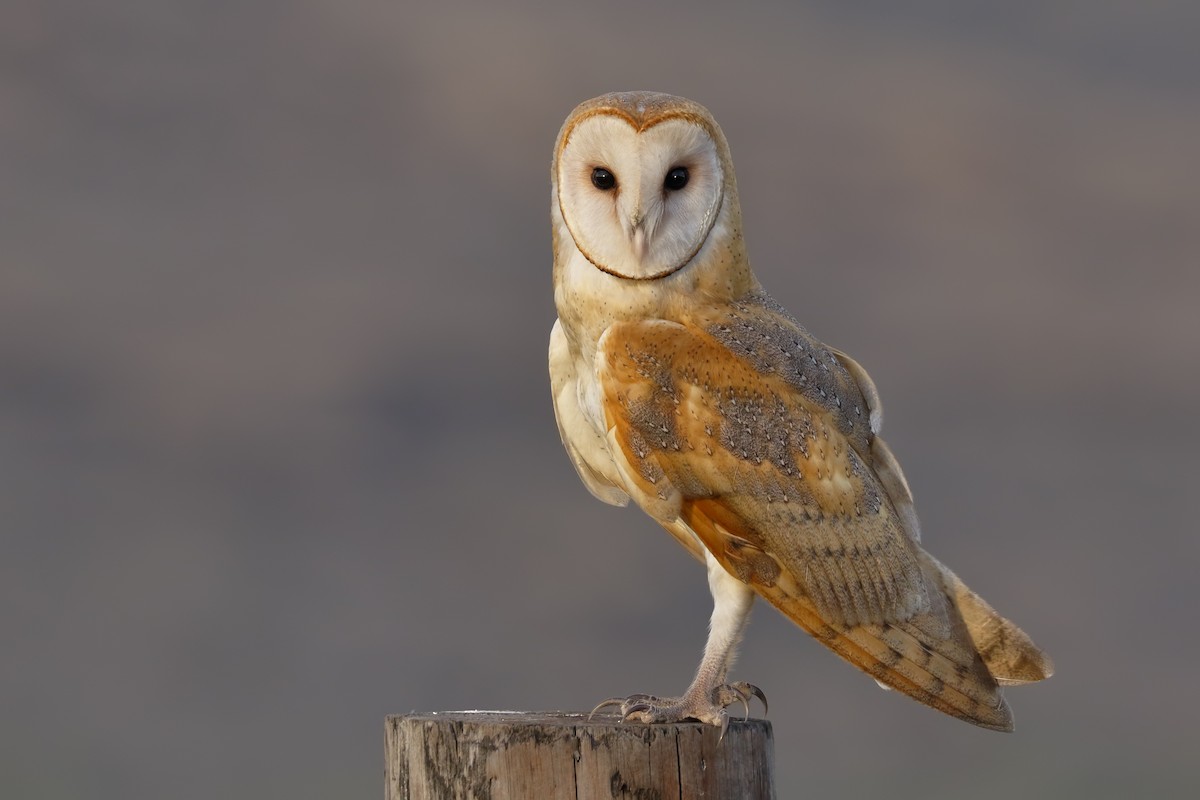 American Barn Owl - ML155550701