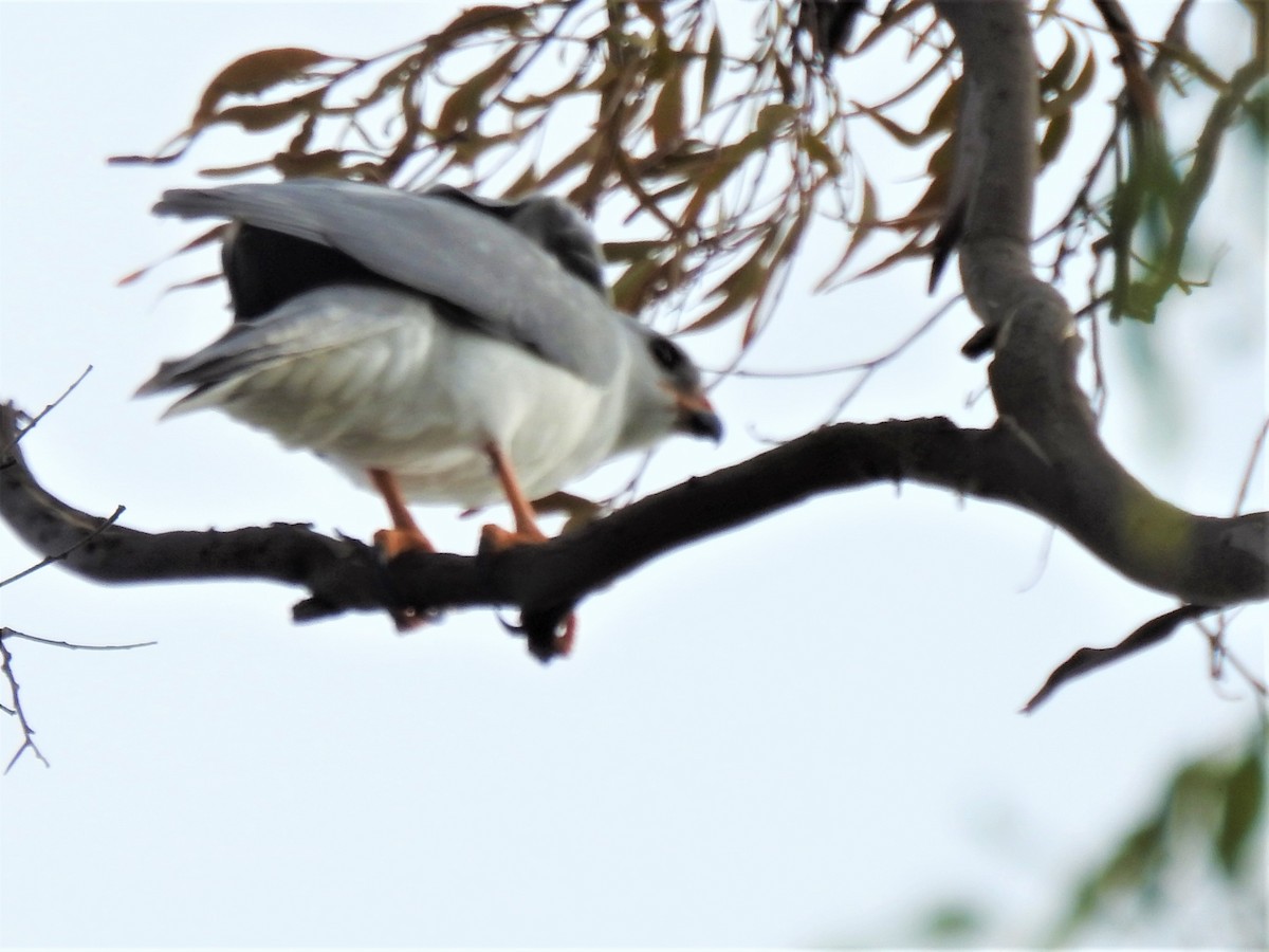 Gray Goshawk - ML155552071