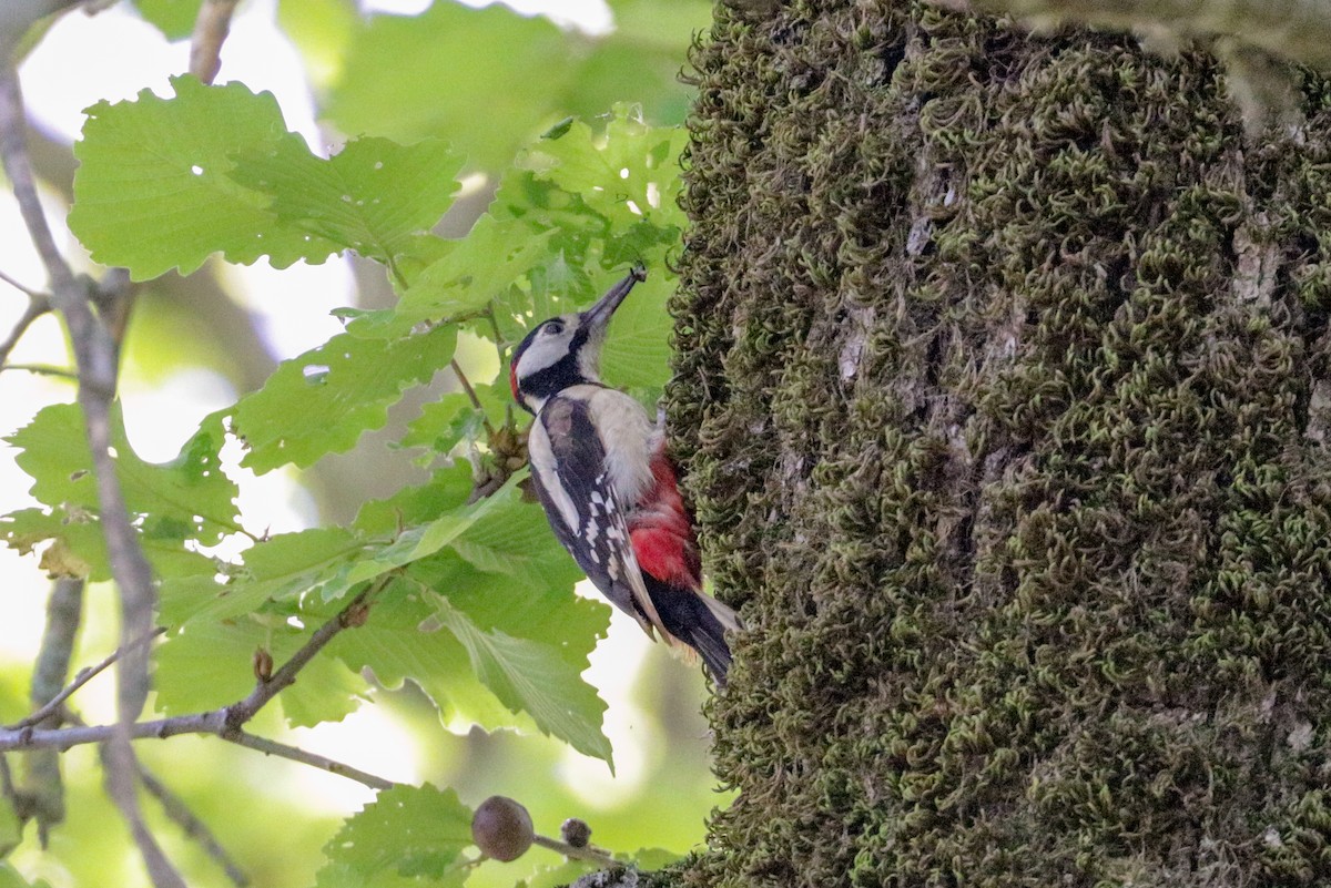 strakapoud velký (ssp. numidus/mauritanus) - ML155553281