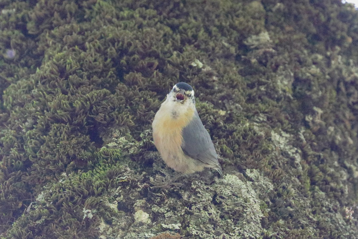brhlík kabylský - ML155553481
