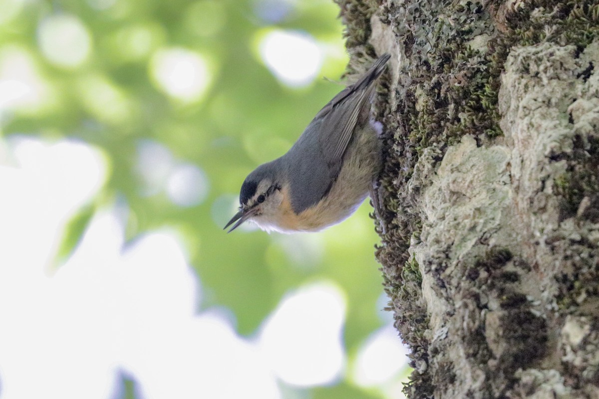 Algerian Nuthatch - ML155553551