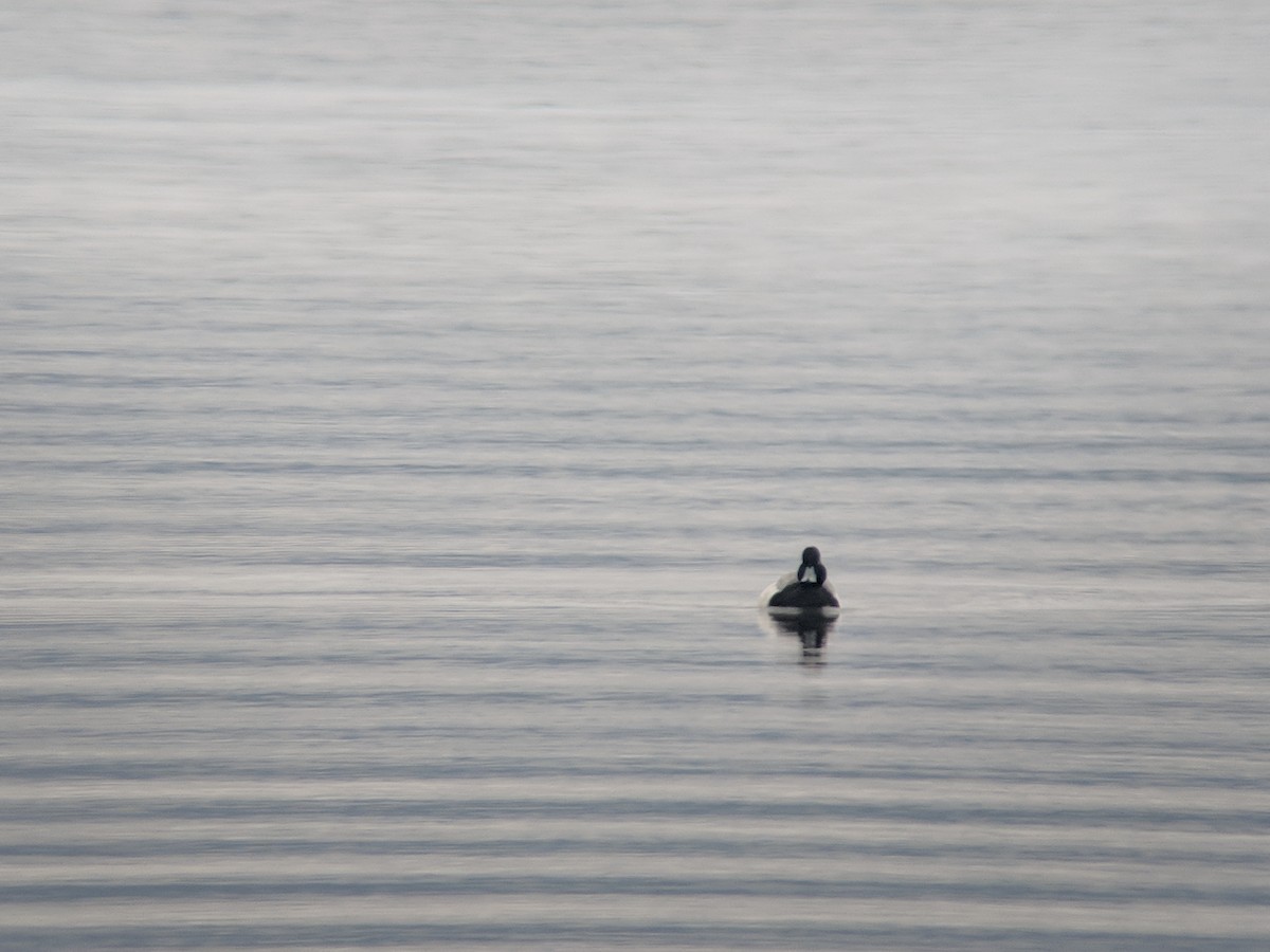 Lesser Scaup - David Nicosia