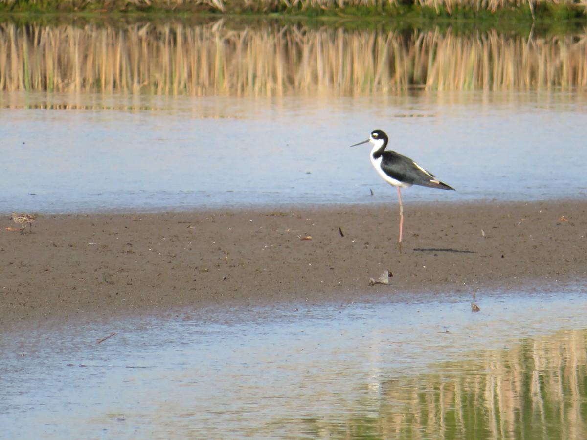 Maskeli Uzunbacak - ML155555491