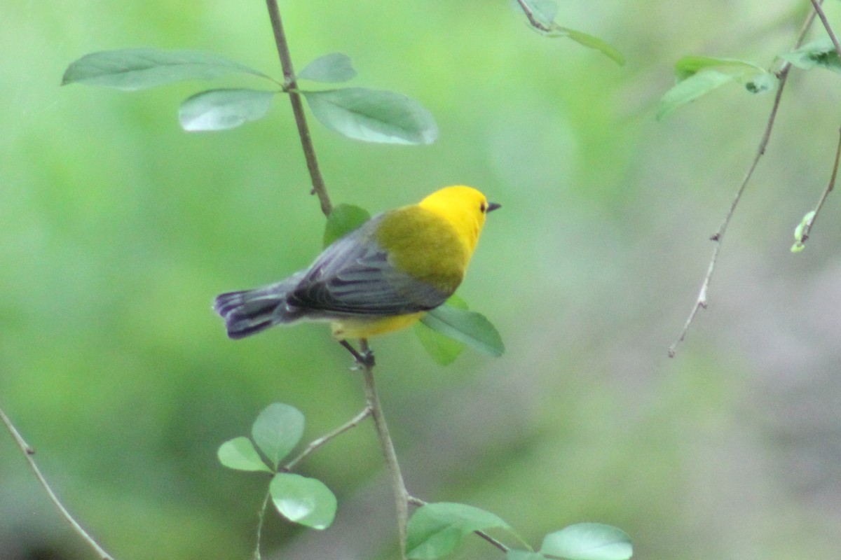 Prothonotary Warbler - ML155555581