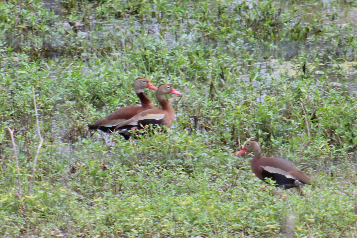 Black-bellied Whistling-Duck - ML155555621