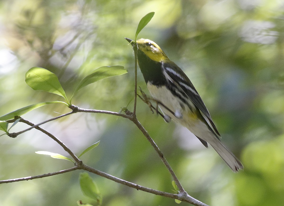 Black-throated Green Warbler - ML155557041