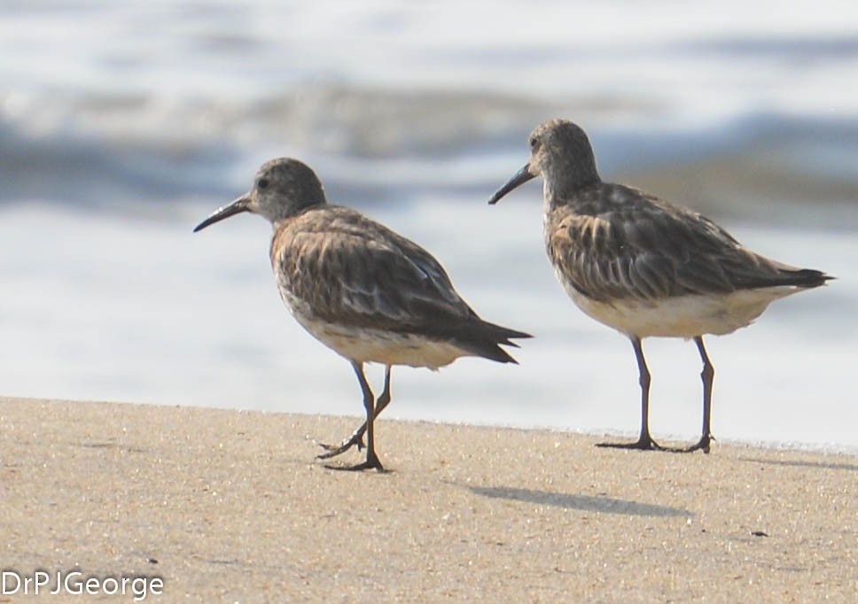 Great Knot - ML155557661