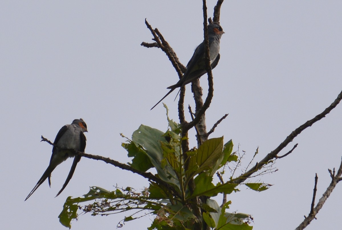 Crested Treeswift - ML155558721