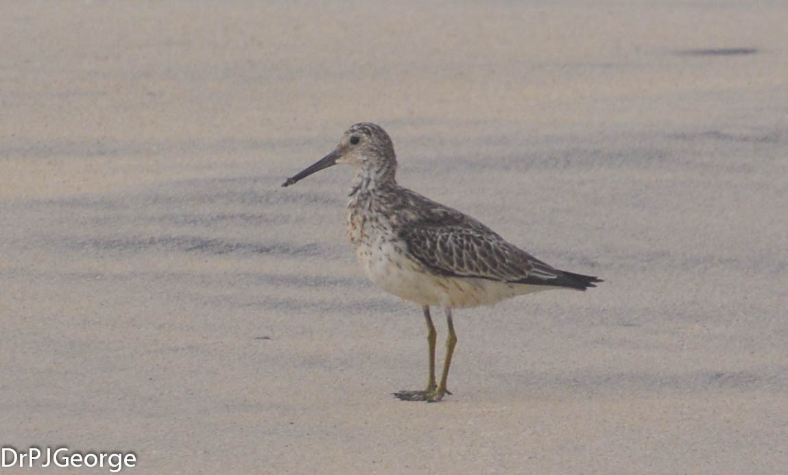 Great Knot - ML155559461