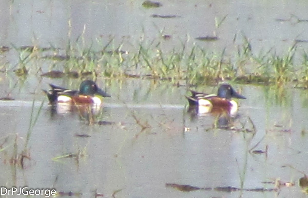 Northern Shoveler - ML155560271