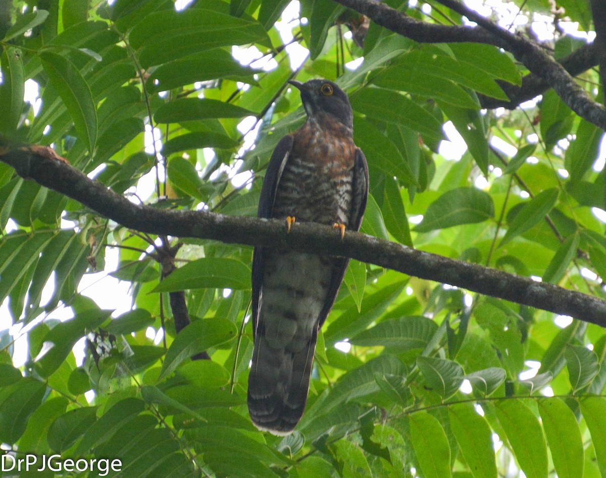 Large Hawk-Cuckoo - Dr George P J