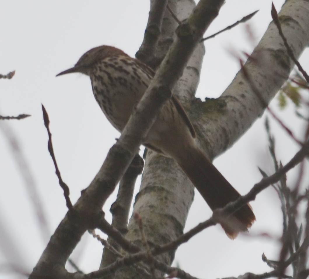 Brown Thrasher - ML155561301