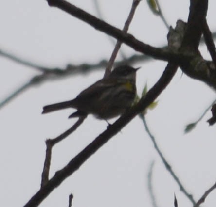 Yellow-rumped Warbler - Lee Linton