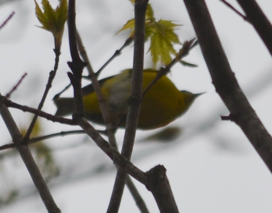 Paruline à joues grises - ML155562081