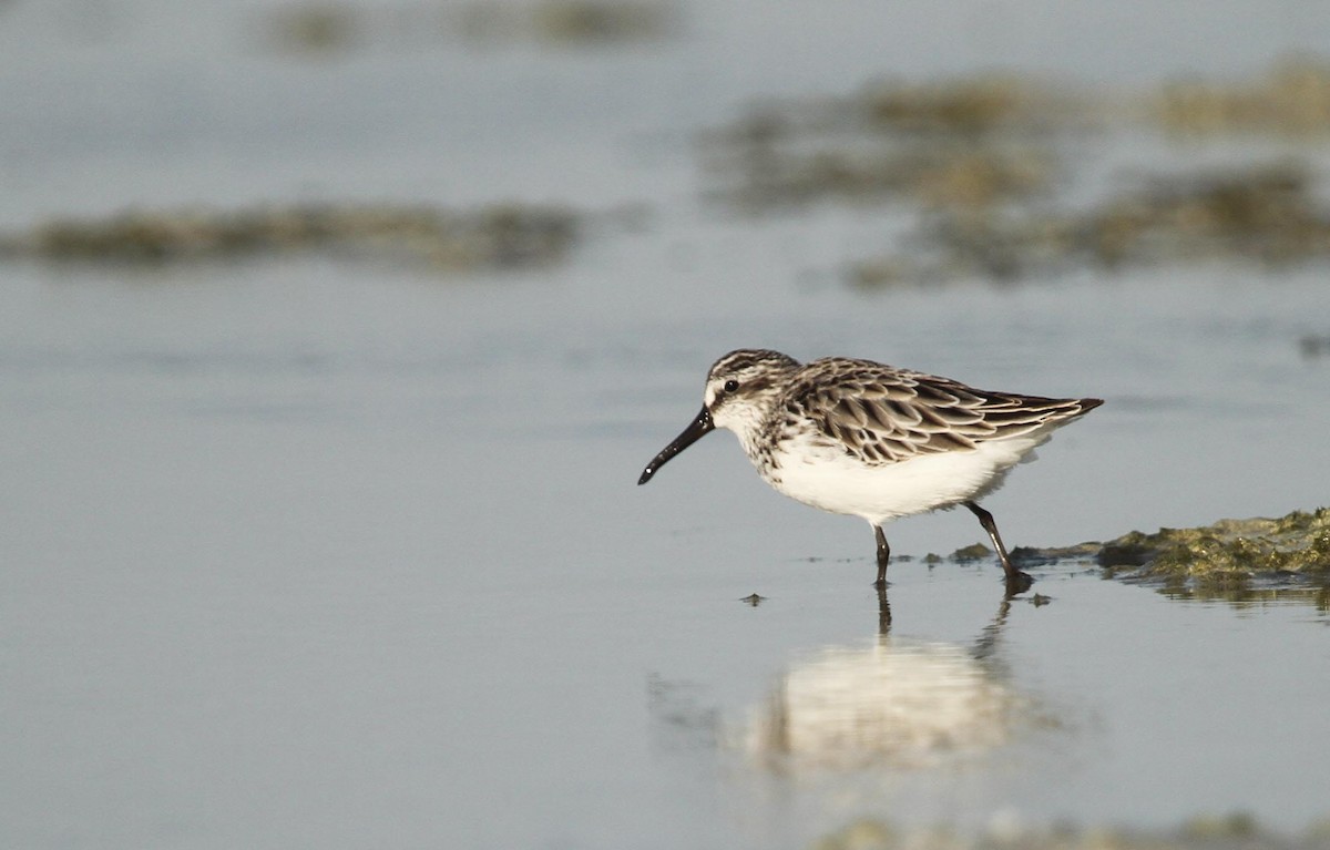 Broad-billed Sandpiper - ML155562701