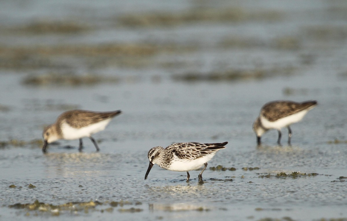 Broad-billed Sandpiper - ML155562711