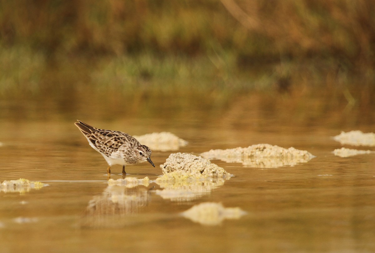 Langzehen-Strandläufer - ML155563651