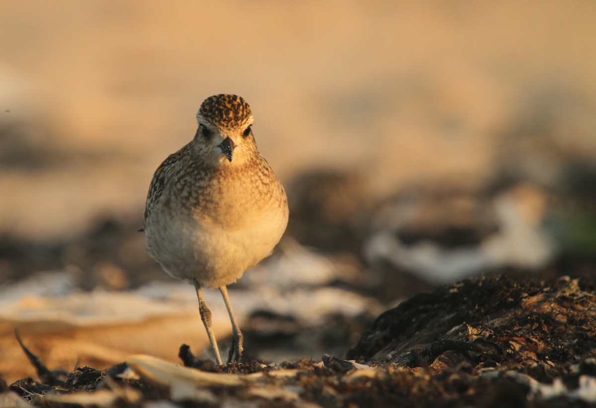 Pacific Golden-Plover - ML155563941