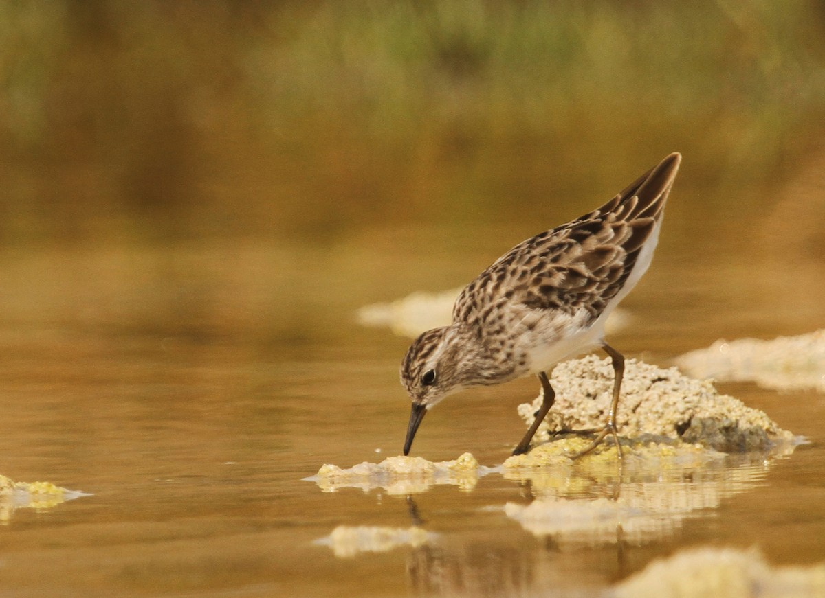 Langzehen-Strandläufer - ML155564651