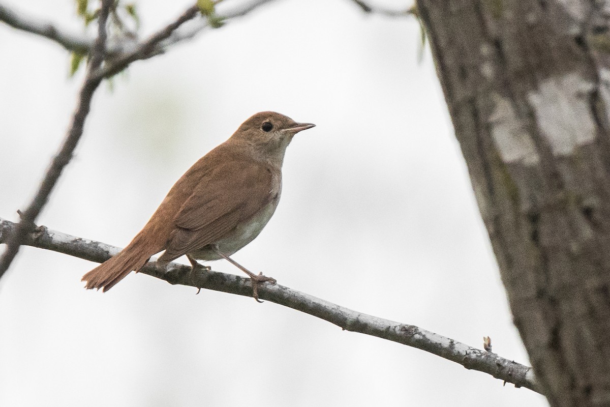 Common Nightingale - Uri Stoffman