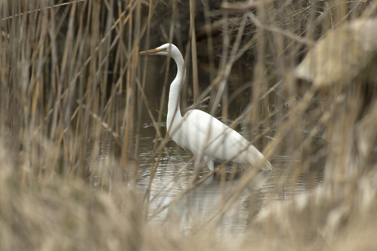 Great Egret - ML155567291