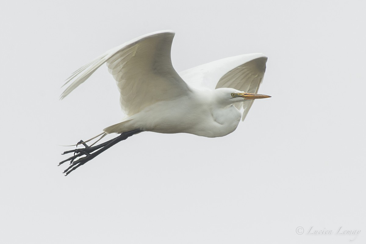 Great Egret - ML155567471