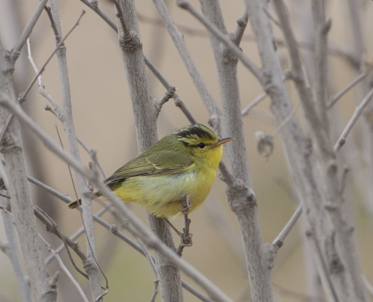 Sulphur-breasted Warbler - Adrian Boyle