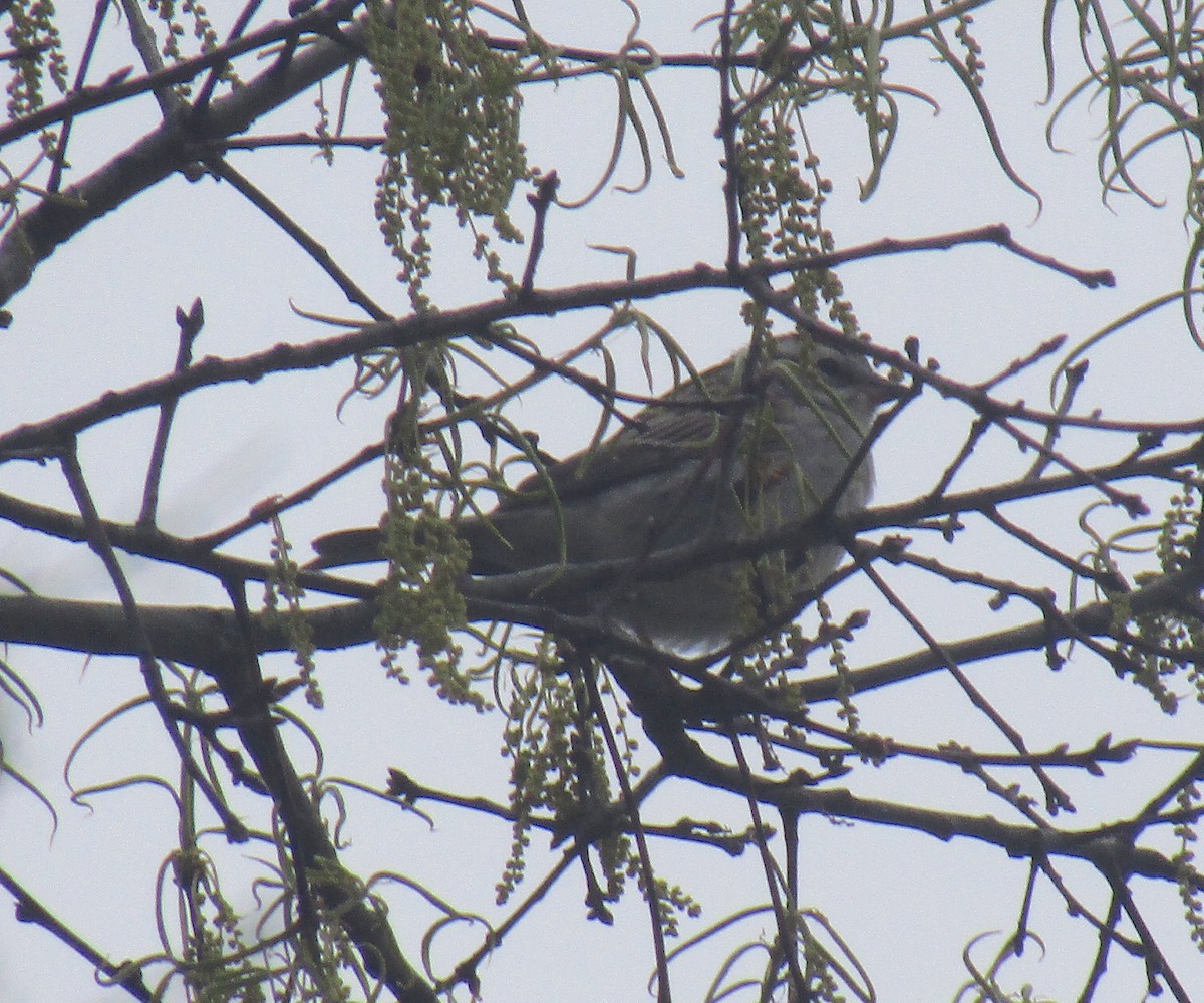 Chipping Sparrow - ML155570551