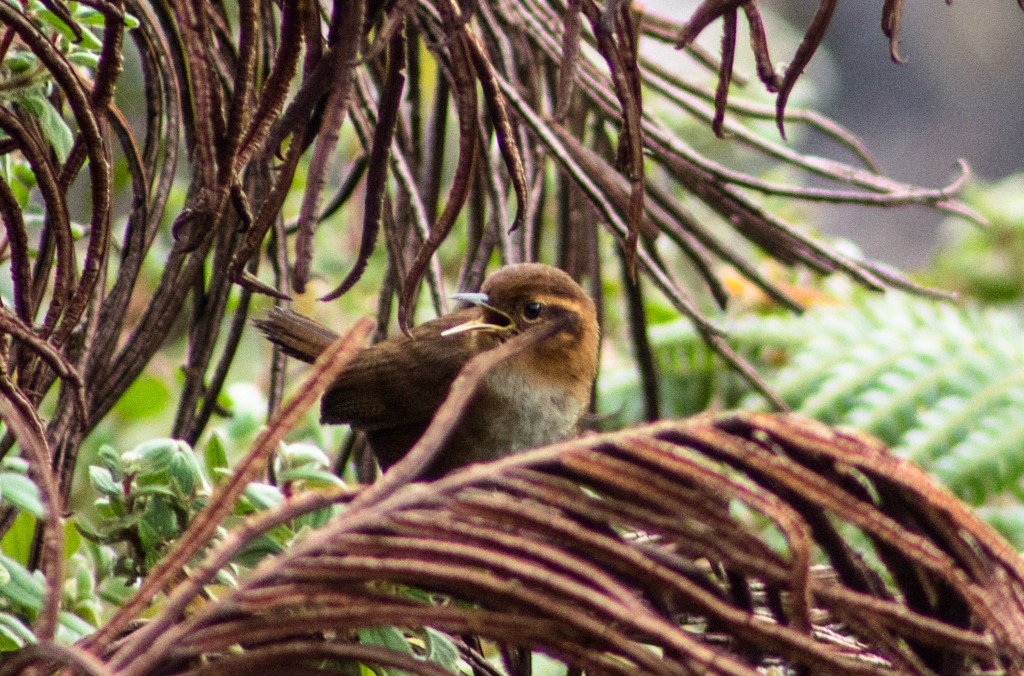 Tepui Wren - ML155573651