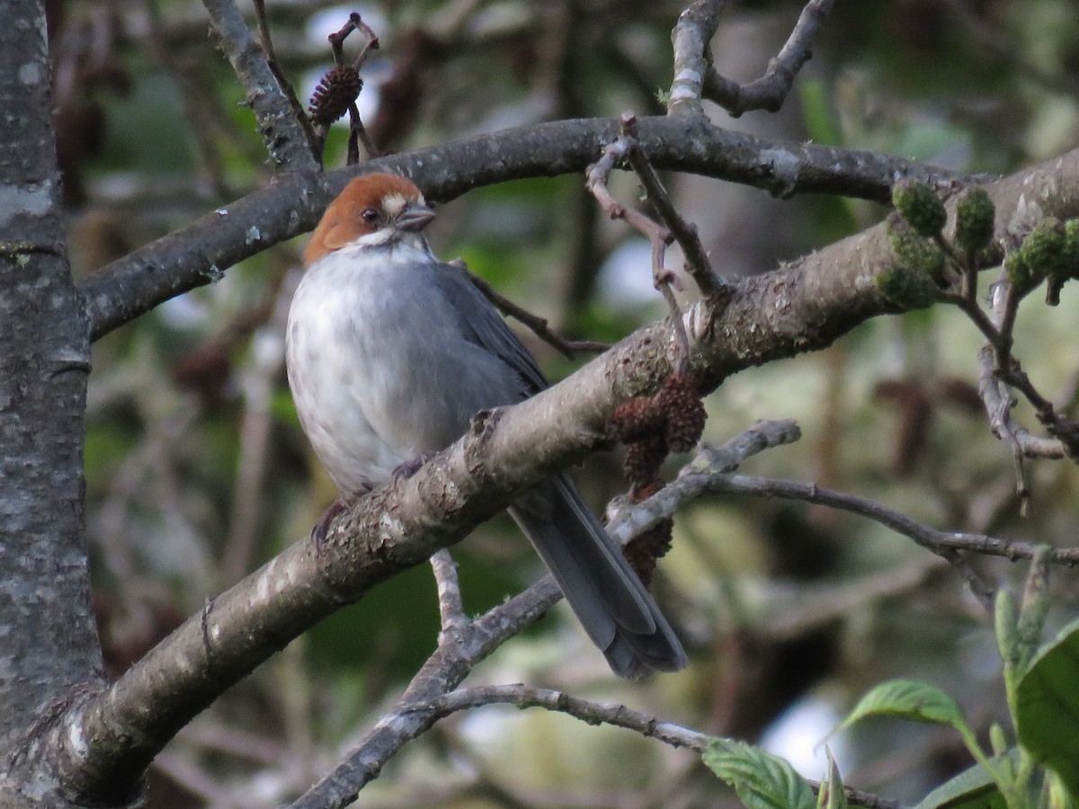 Rufous-eared Brushfinch - ML155573701