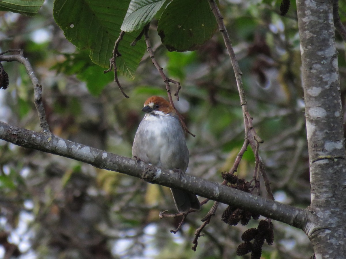 Rufous-eared Brushfinch - ML155573731