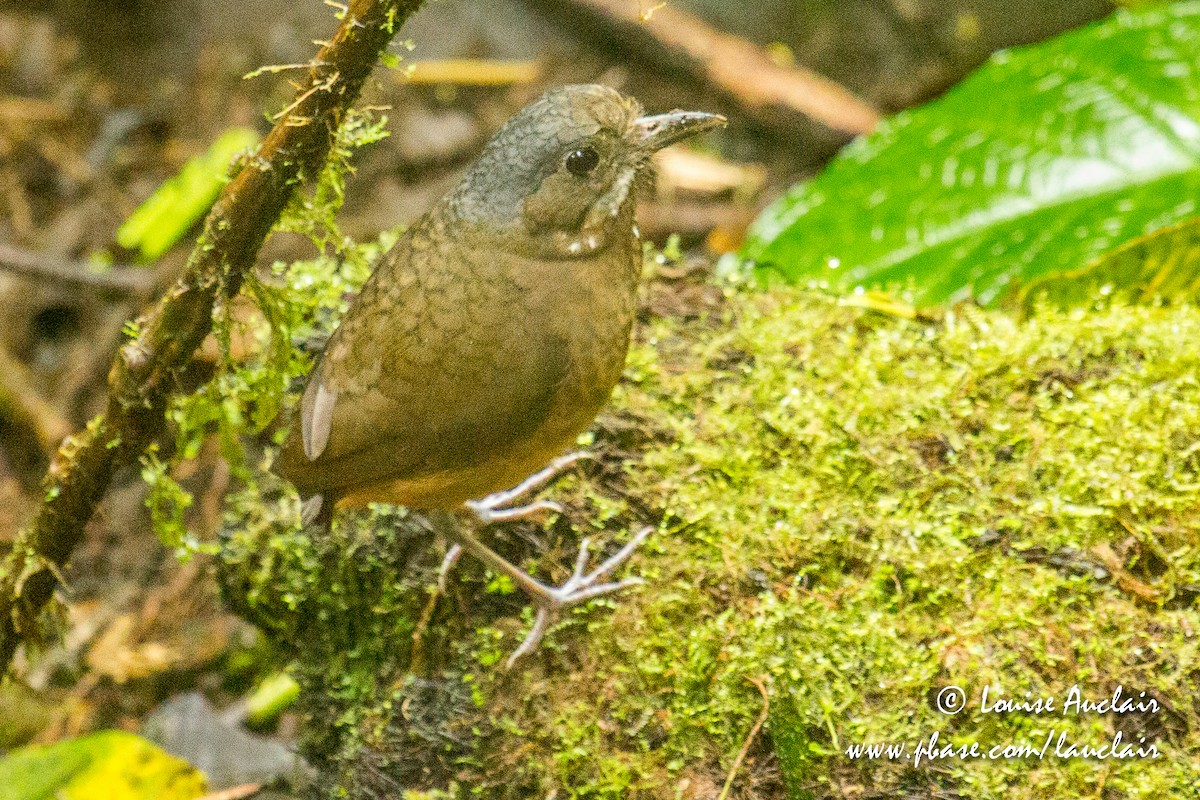 Moustached Antpitta - Louise Auclair