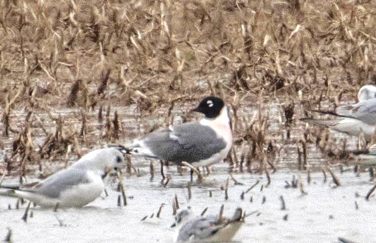 Franklin's Gull - ML155574781