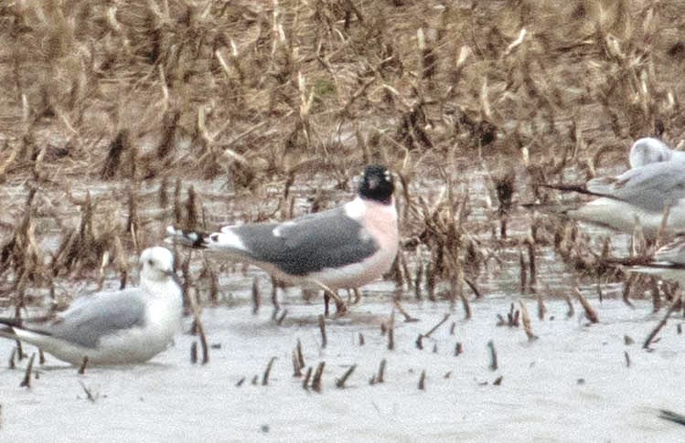 Franklin's Gull - ML155574801