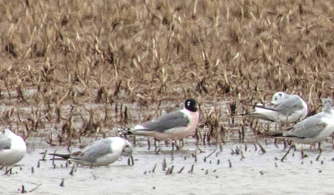 Franklin's Gull - ML155574821