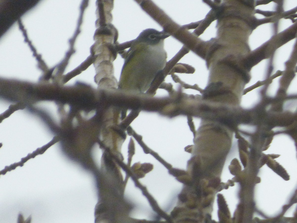 Blue-headed Vireo - ML155575241