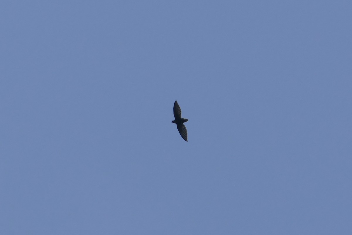 Short-tailed Swift - ML155575421