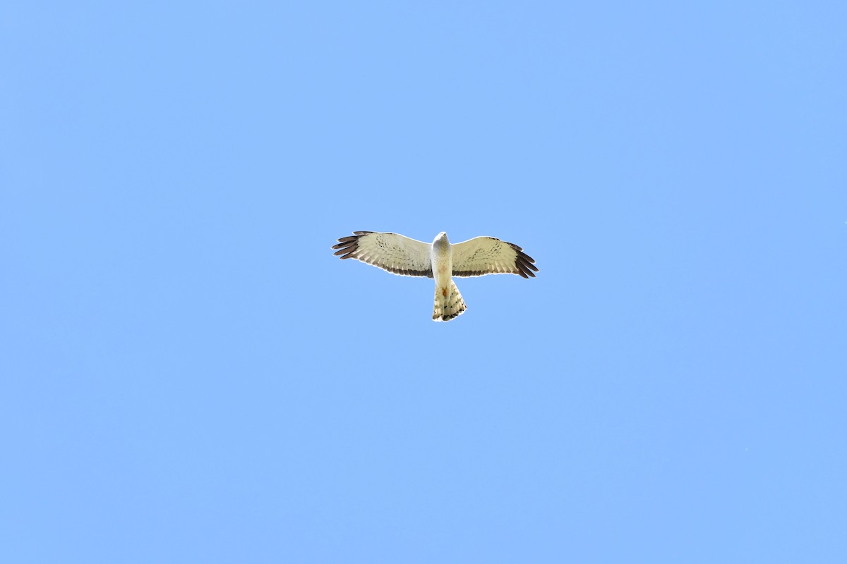 Northern Harrier - ML155576591