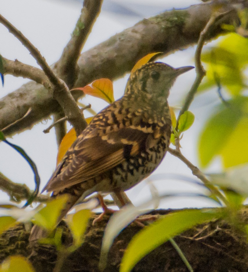 Scaly Thrush - ML155576911