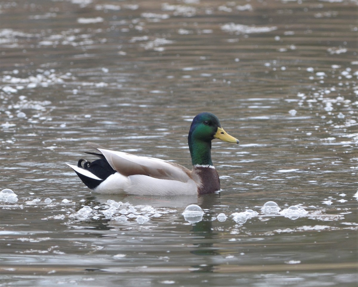 Mallard - Heather Pickard