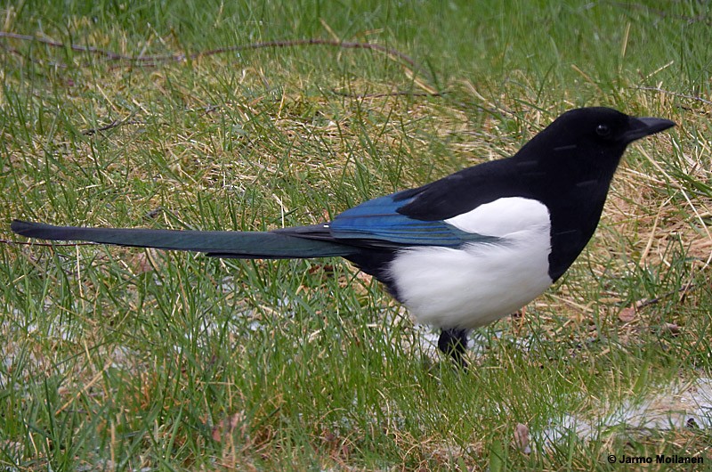 Eurasian Magpie - ML155577331