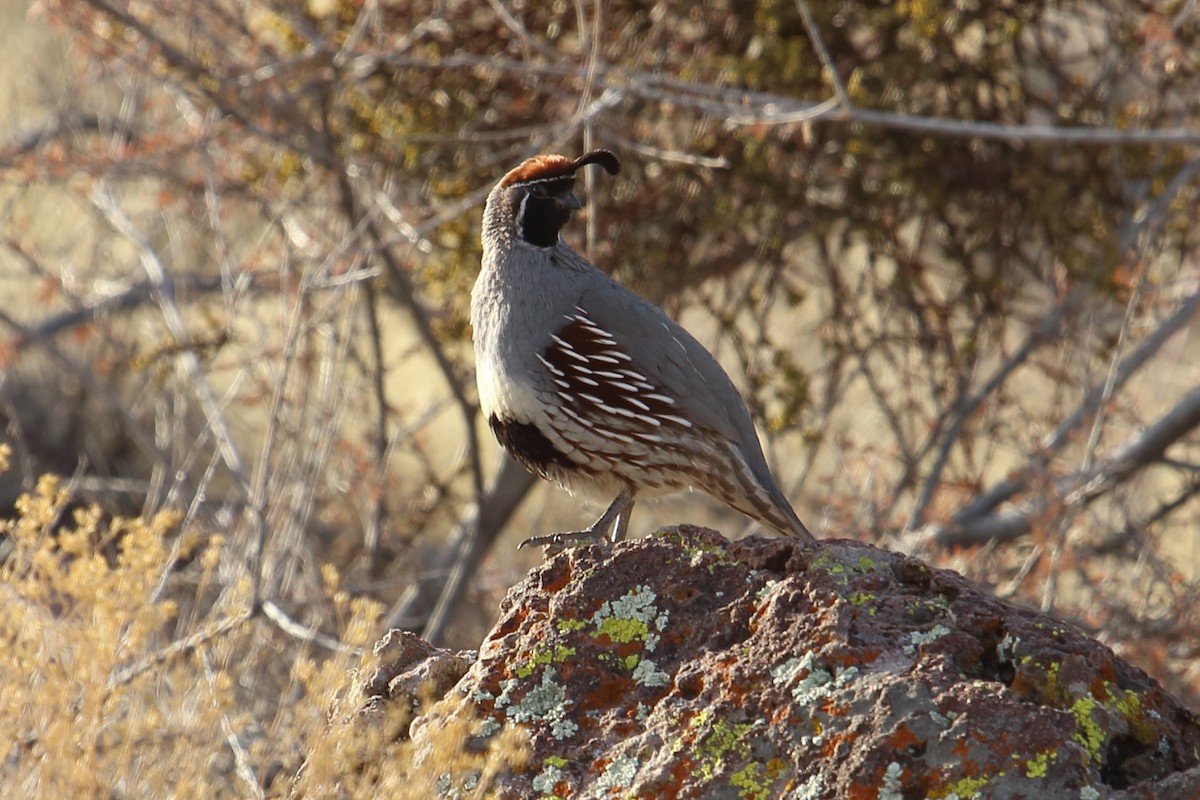 Gambel's Quail - ML155578471