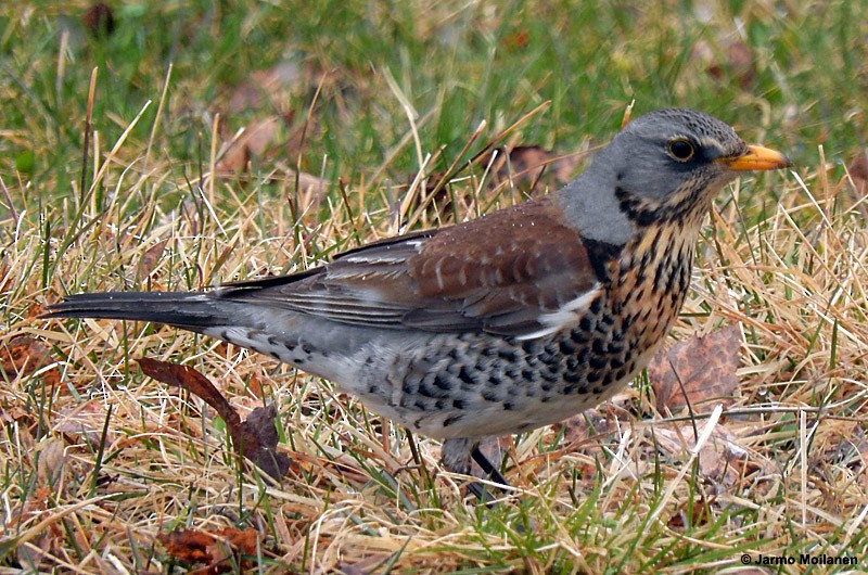 Fieldfare - Jarmo Moilanen