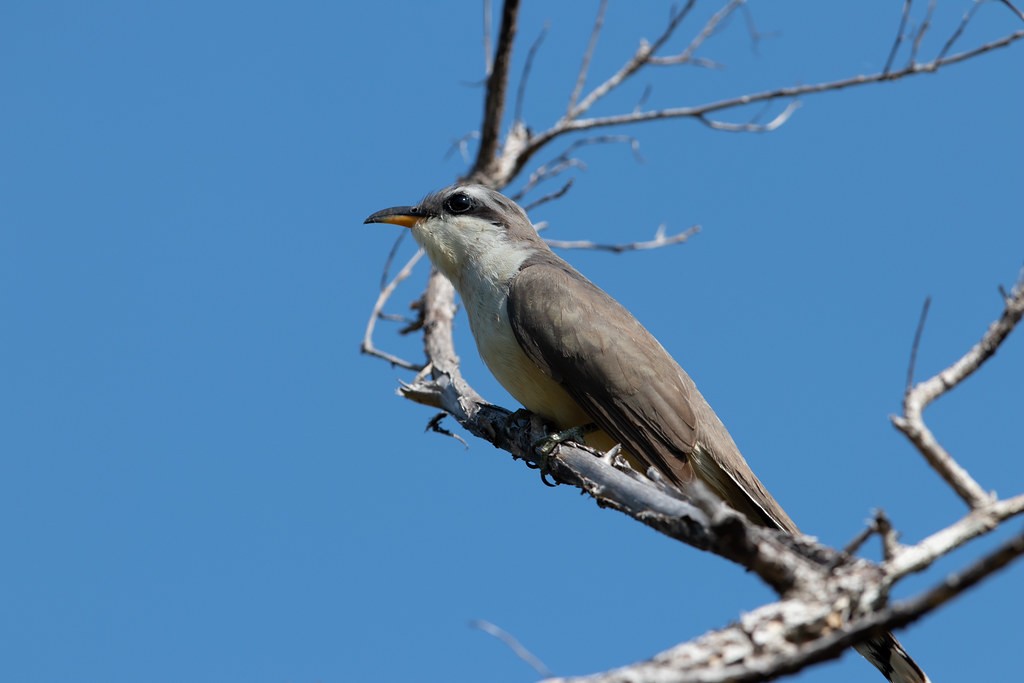 Mangrove Cuckoo - Laura Erickson