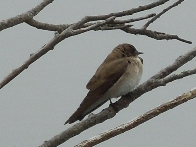 Northern Rough-winged Swallow - ML155579311