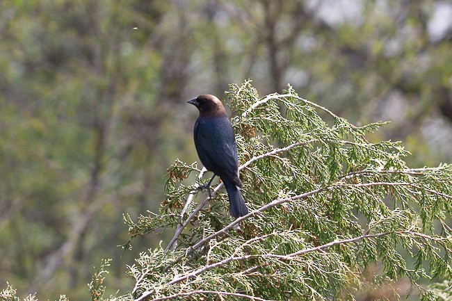 Brown-headed Cowbird - ML155579701