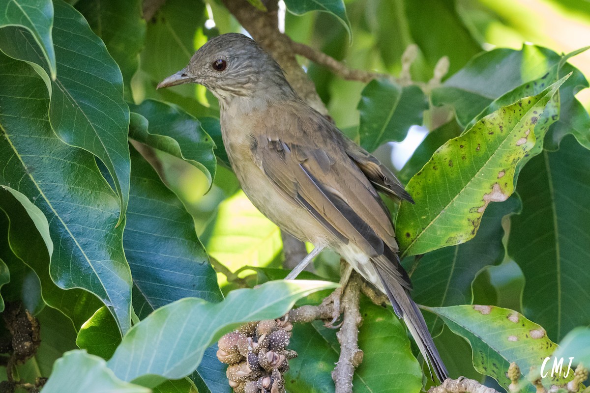 Pale-breasted Thrush - ML155580151